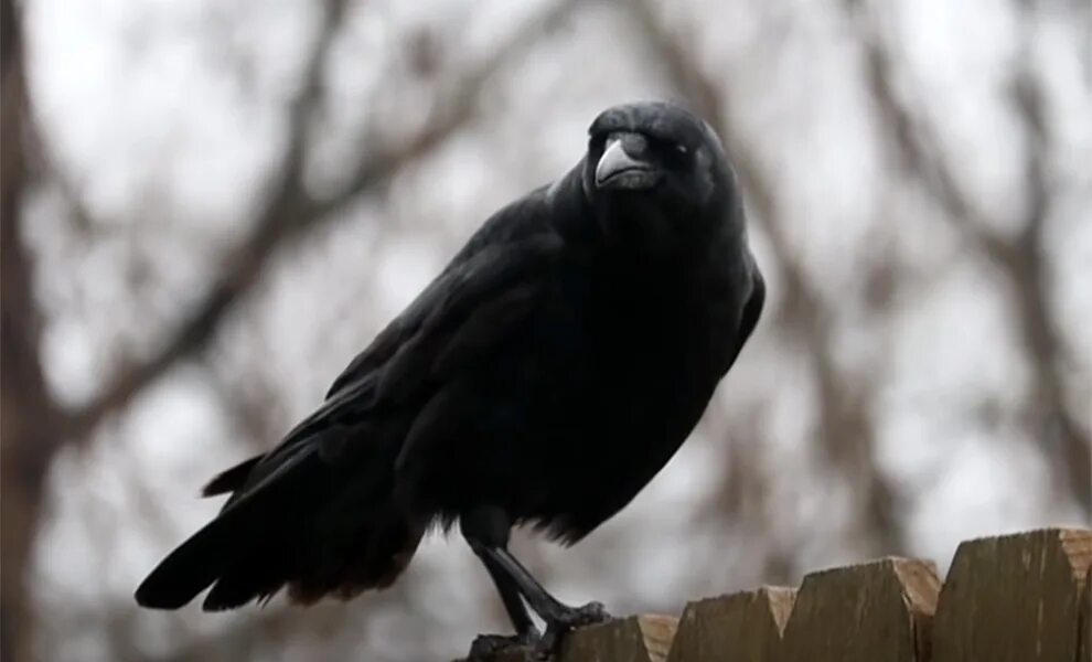Воронею. Воронею. Курильская ворона. Бангайская ворона. Воронею.