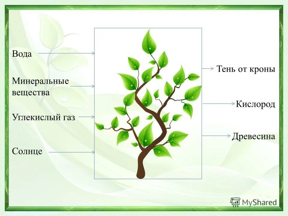 минеральные вещества кислород углекислый. процесс питания растений. дерево и солнце rftnbrf фотоавтотрофный тип питания. вода минеральные вещества углекислый газ. вода и минеральные соли у растений.