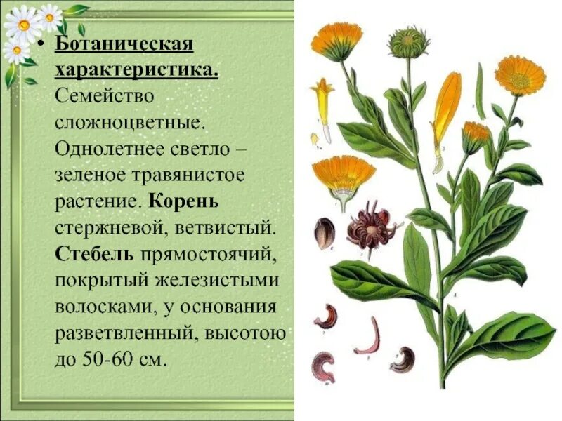 Особенности внешнего строения корня сложноцветных. Семейство Астровые стебель. Стебель сложноцветных. Корень сложноцветных. Корень астровых.