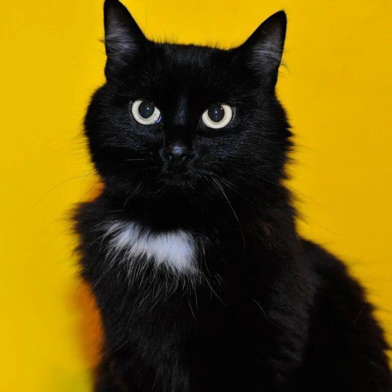 Черная ангора. Турецкая ангора черная. Турецкая ангорская кошка черная. Турецкий ангорский кот черный. Турецкая ангора короткошерстная черная.