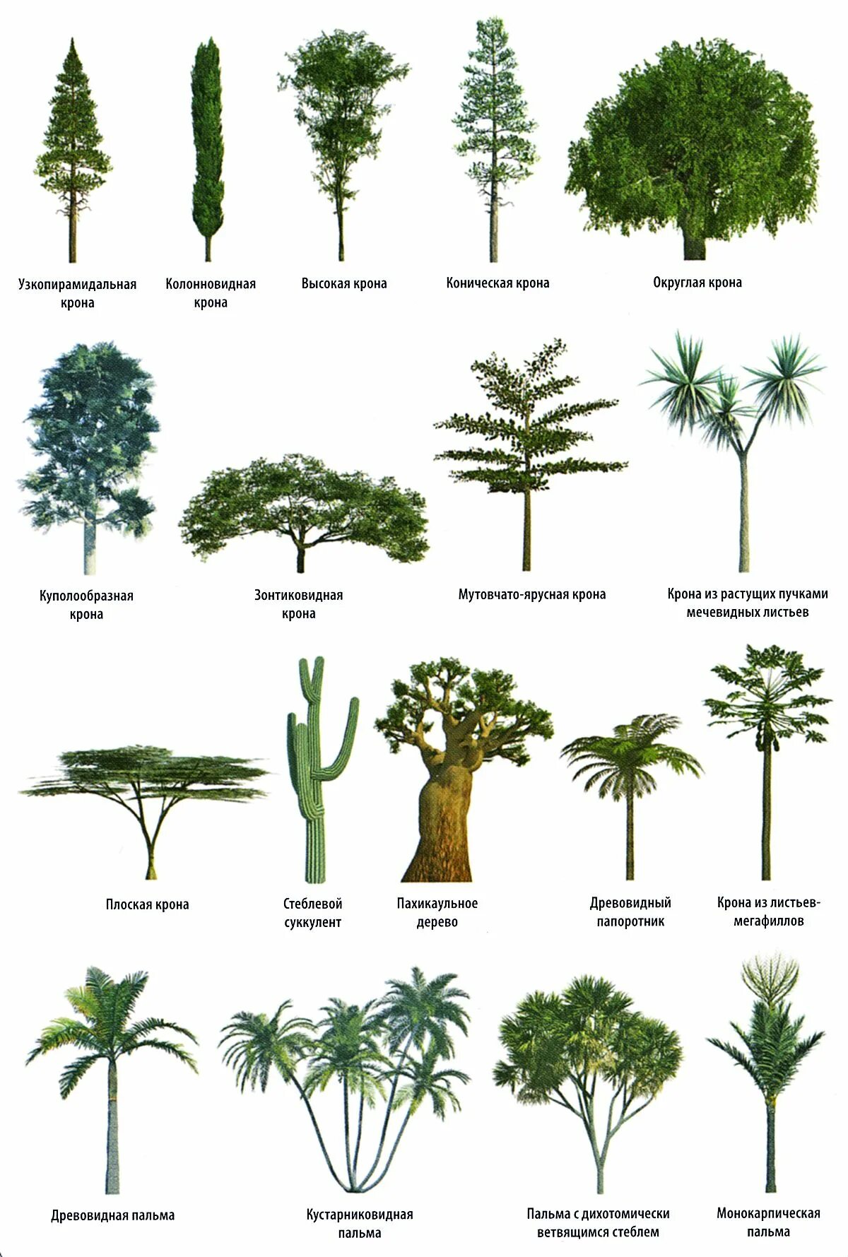 Разновидности деревьев. Деревья названия. Деревья разных пород. Деревья по названиям.