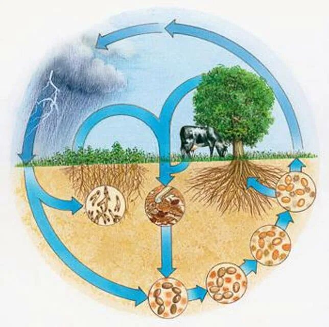Рисунок на тему человек часть биосферы. Круговорот азота (по ф.Рамаду, 1981). Круговорот азота в природе. Круговорот в природе схема. Круговорот веществ в природе для детей.