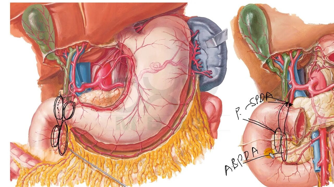 Артерии селезенки. Селезеночная артерия анатомия. Желудок анатомия Неттер.