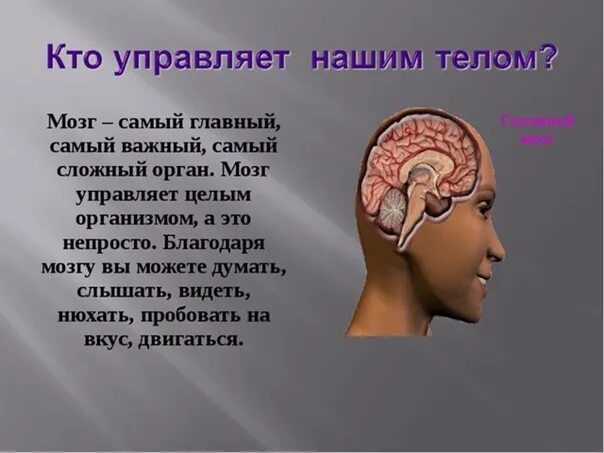 Презентации на тему мозга. Мозг и движение. Мозг человека 3 класс.