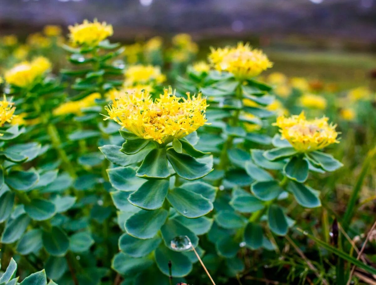 Родиола розовая растет. Золотой корень родиола. Родиола розовая Rhodiola rosea. Золотой корень Rhodiola rosea. Родиола Сахалинская.