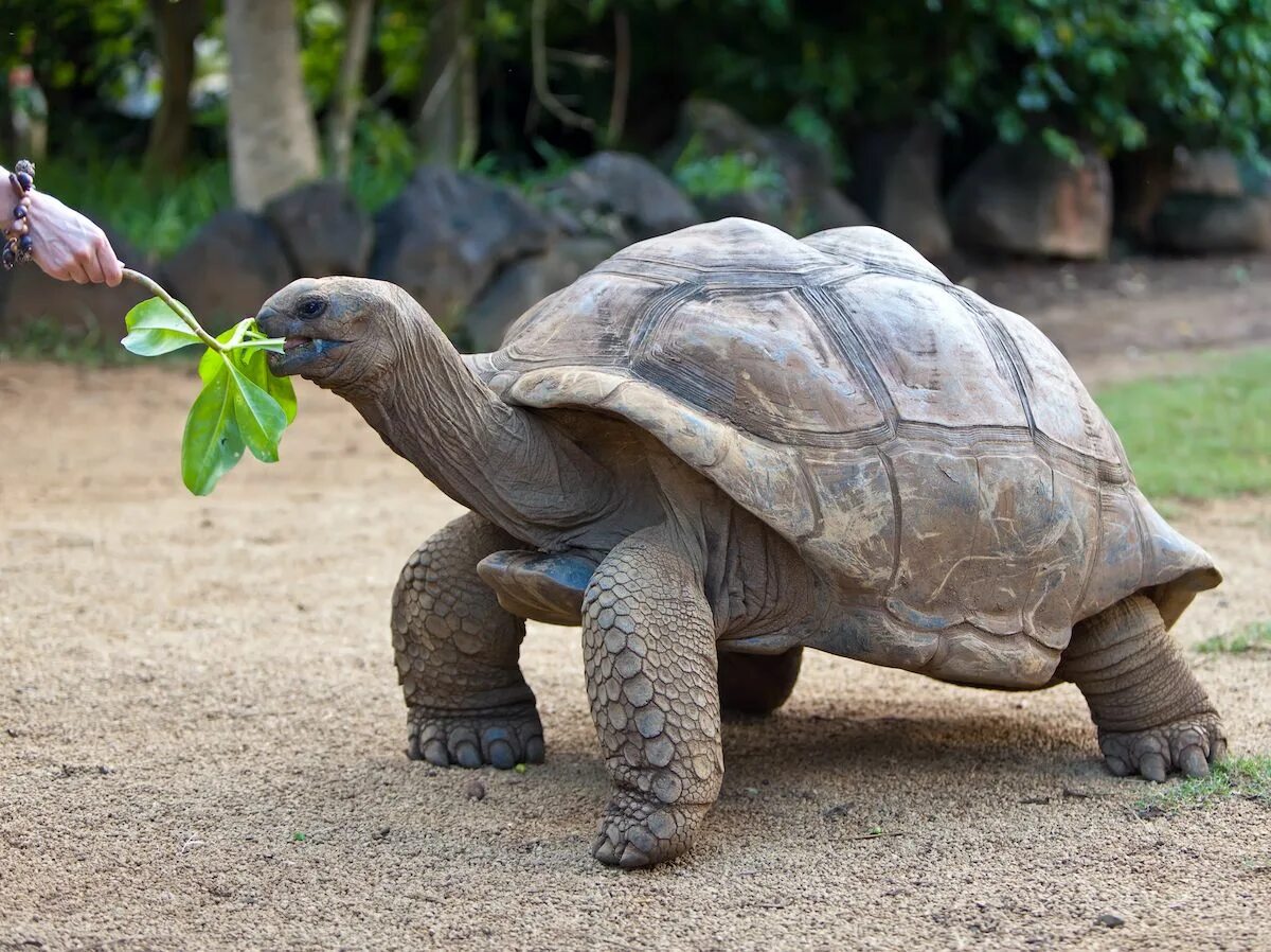 Галапагосская гигантская черепаха. Абингдонская слоновая черепаха. Слоновая (Галапагосская) сухопутная черепаха. Исполинская сейшельская черепаха.