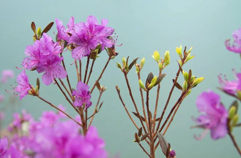 рододендрон даурский багульник. рододендрон даурский. рододендрон даурский цветок. веточка багульника. рододендрон даурский дальневосточный.