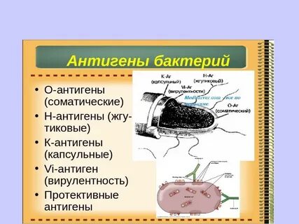 Антигенная структура бактериальной клетки