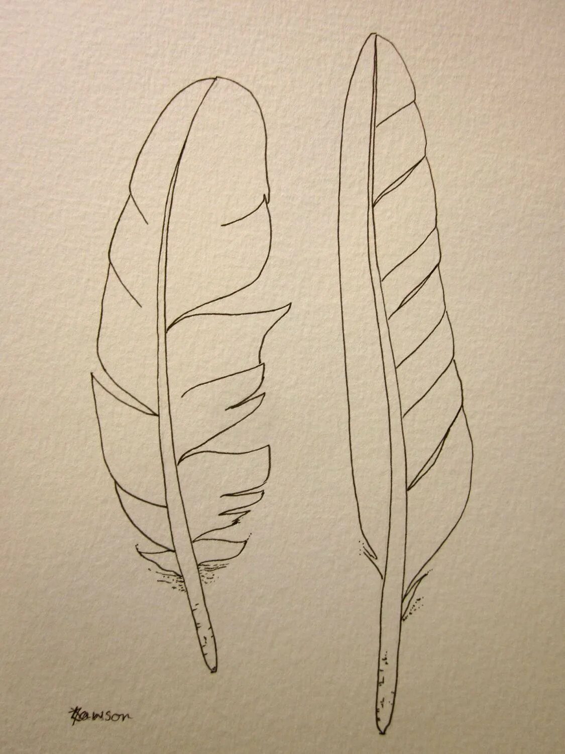 Перо карандашом. Нарисовать перо. Как рисовать перо. Как рисовать перо. Зарисуйте перья птиц.