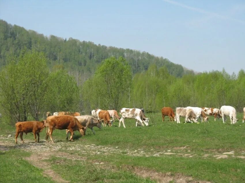 Выгул крс