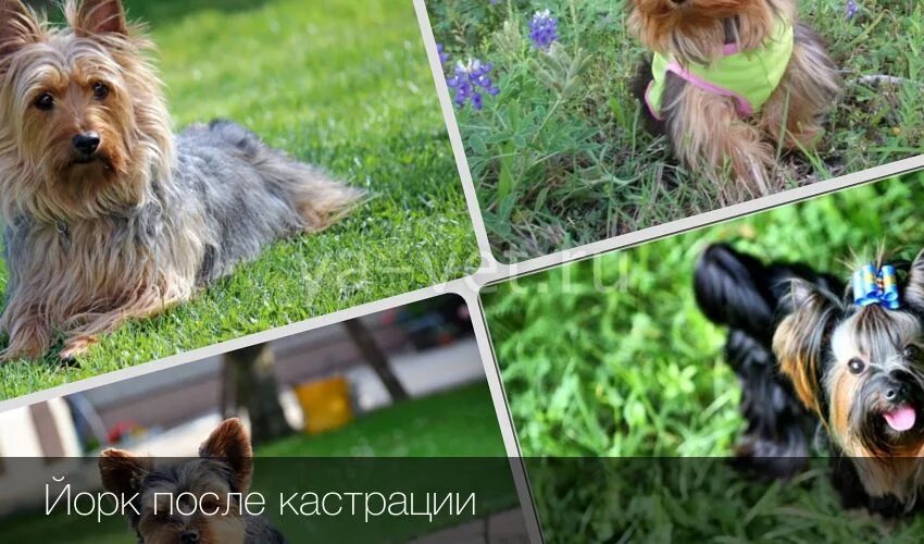 Когда стерилизовать йорка девочку. Когда кастрировать йорка. Кастрация кобеля йоркширского терьера. Кастрирование йорков кобелей. Когда кастрировать йорка.