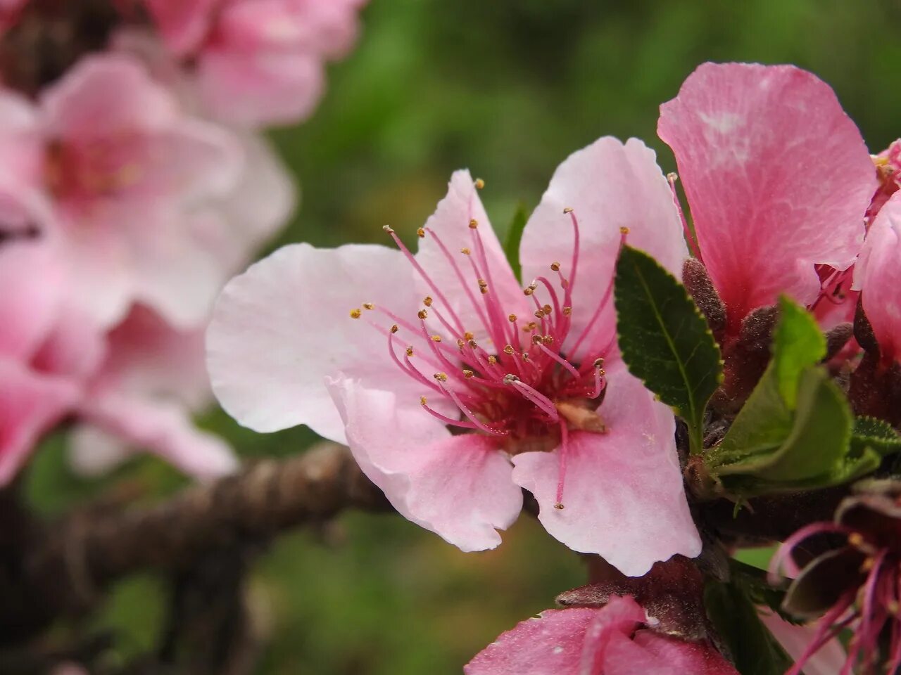 Цвет персика фото. Персиково розовый. Весна персик. Цвет персик. Персиковые пионы.