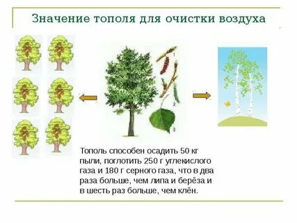 Что выделяет дерево в воздух