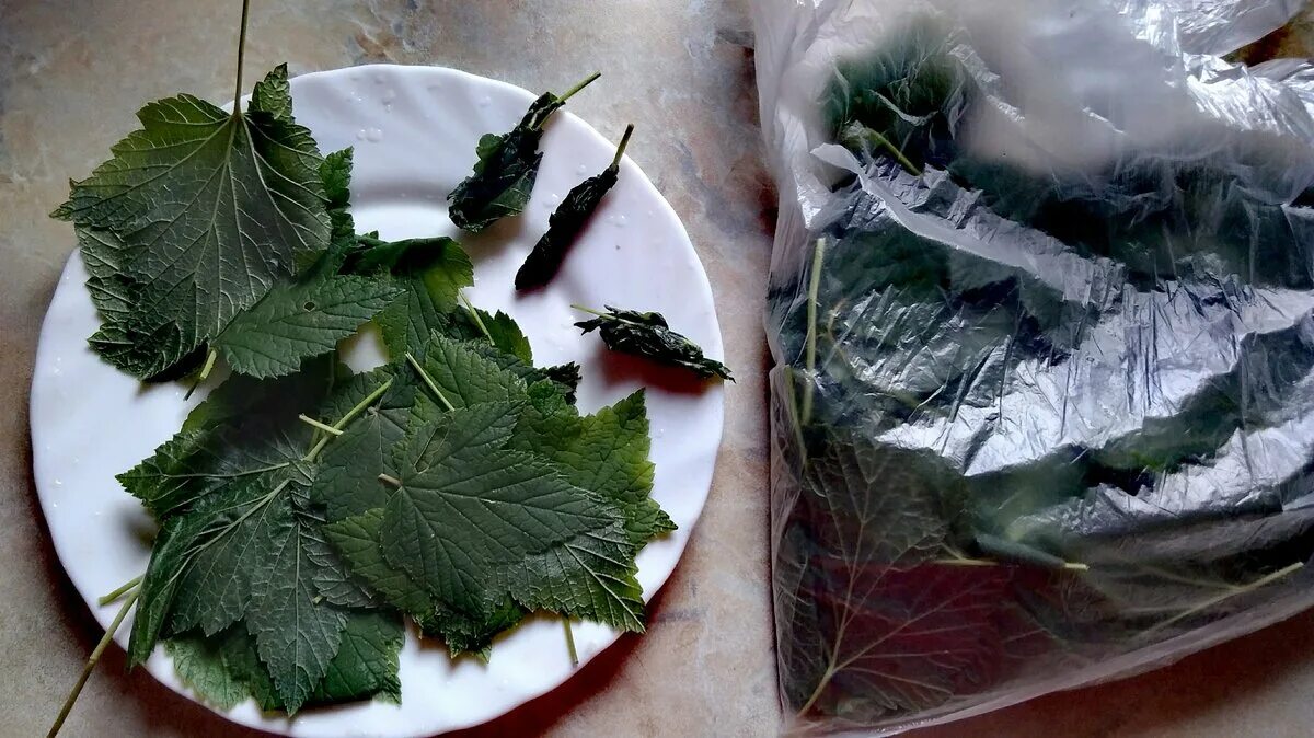 Ферментирование листьев смородины. Ферментация смородинового листа. Ферментирование листьев малины. Ферментация листьев чёрной смородины.