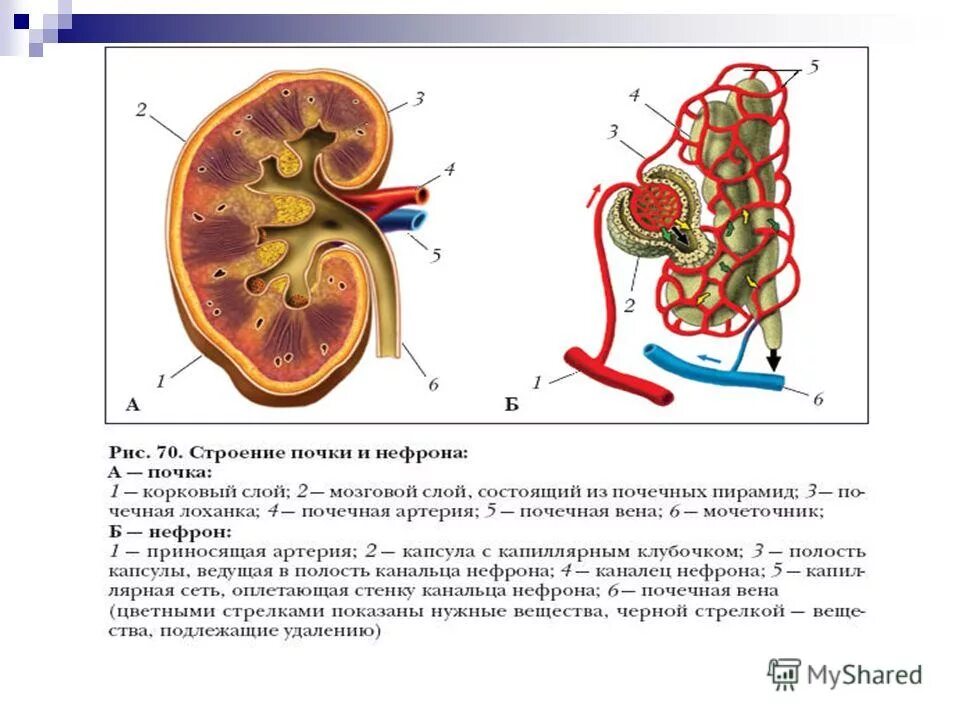 почки 9 класс биология. строение нефрона 8 класс биология. строение почки егэ биология. выделительная система строение почки. строение и функции почек 8 класс биология.