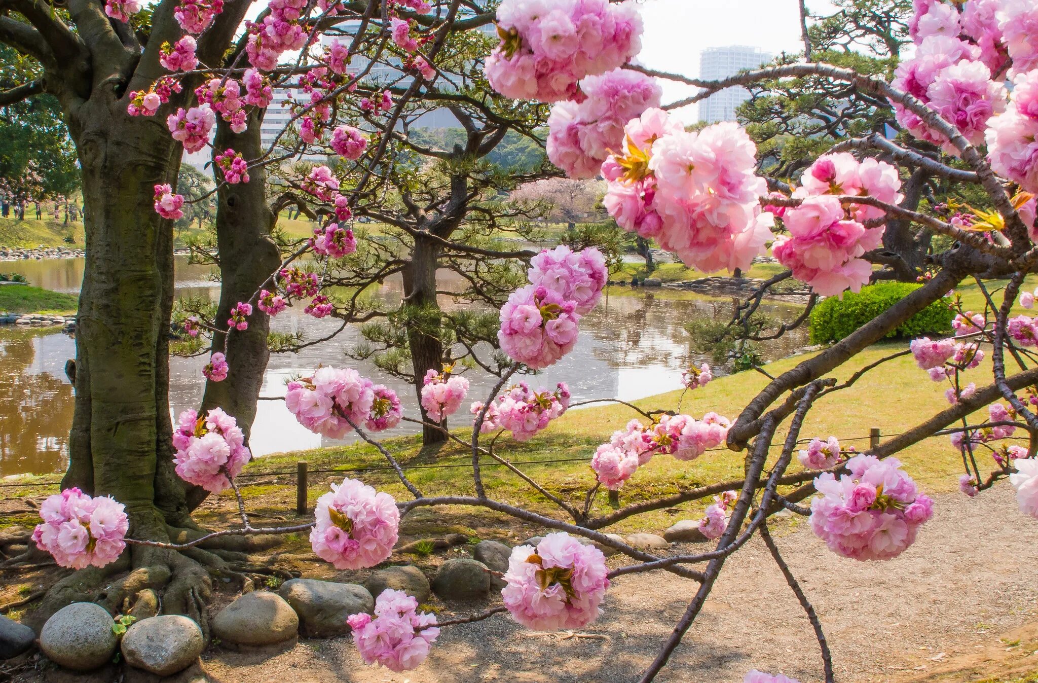 Цветение персиков в Японии. Персиковый деревья в Японии сады. Сакура Ханами. Персиковые цветки Япония.