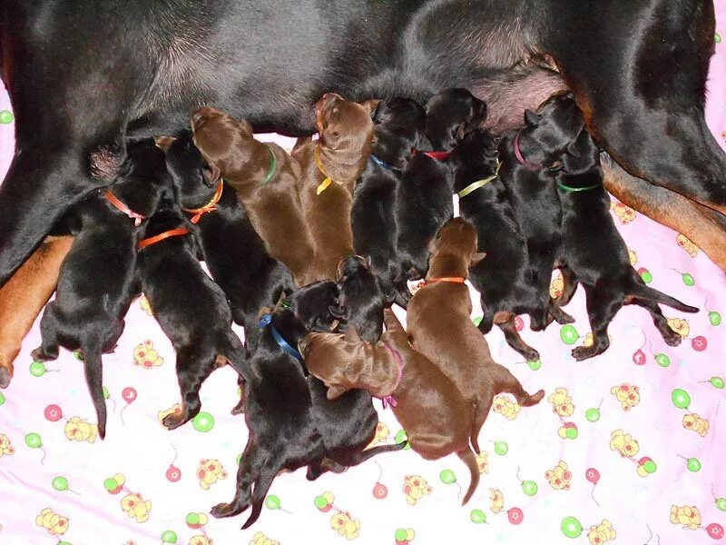 Сколько щенков может родить. Пинчер щенки 1 месяц. Доберман щенок. Новорожденные щенки цвергпинчера. Новорожденные щенки добермана.