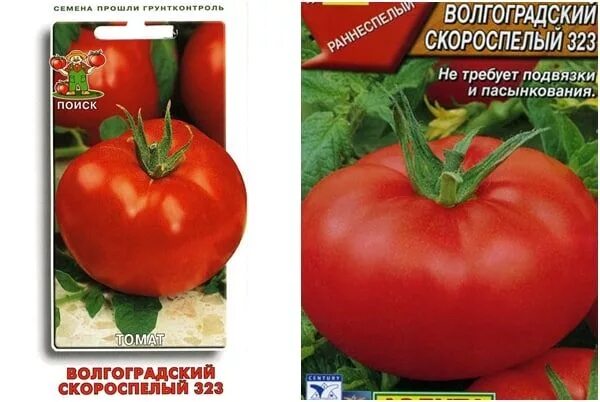 Томат Волгоградский скороспелый 323. Томат Волгоградский скороспелый. Томаты для открытого грунта в Ростовской области. Сорта томатов для Ростовской области для открытого грунта. Волгоградский скороспелый 323 характеристика и описание