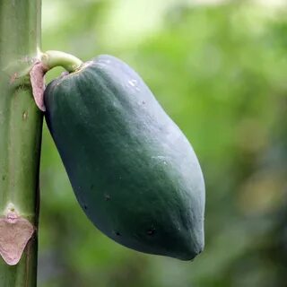 Green papaya