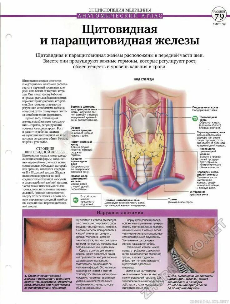 Как прощупать щитовидную железу
