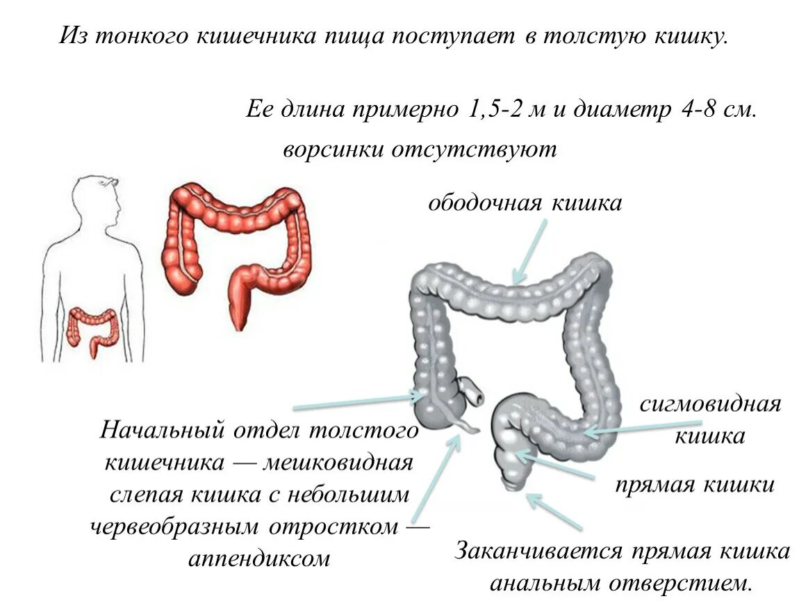 Тонкий и толстый кишечник схема. Из тонкого кишечника пища попадает в. Тонкий или толстый кишечник.