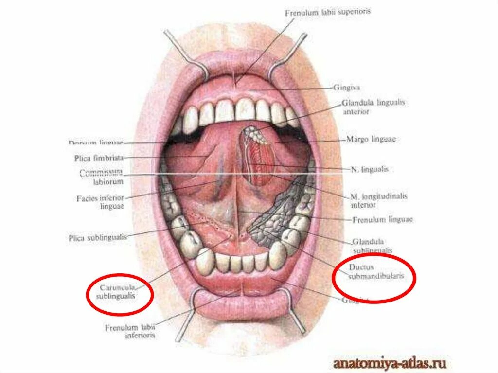 Подъязычная складка. Ротовая полость анатомия слюнные железы. Ротовая полость анатомия слизистой. Строение подъязычной слюнной железы анатомия.