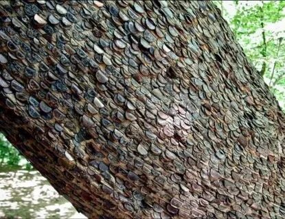 Forest money