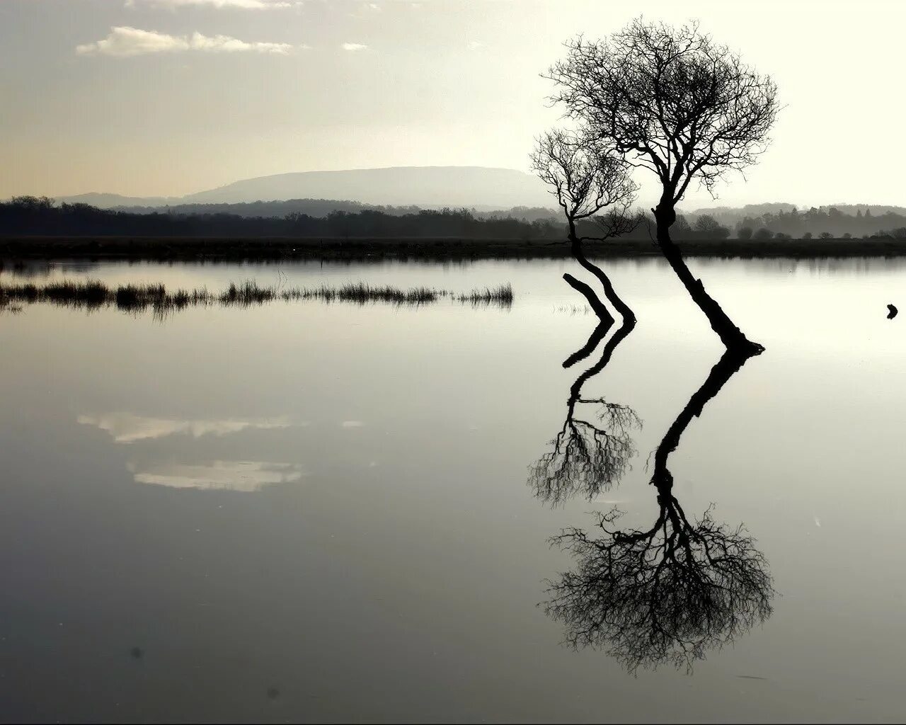 Отражение деревьев в воде. Дерево отражение. Деревья отражаются в воде. Отражение в воде.