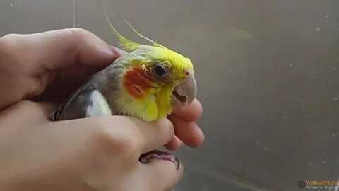 Попугай корелла кусается