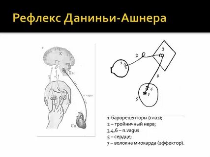 Рефлекс ашнера