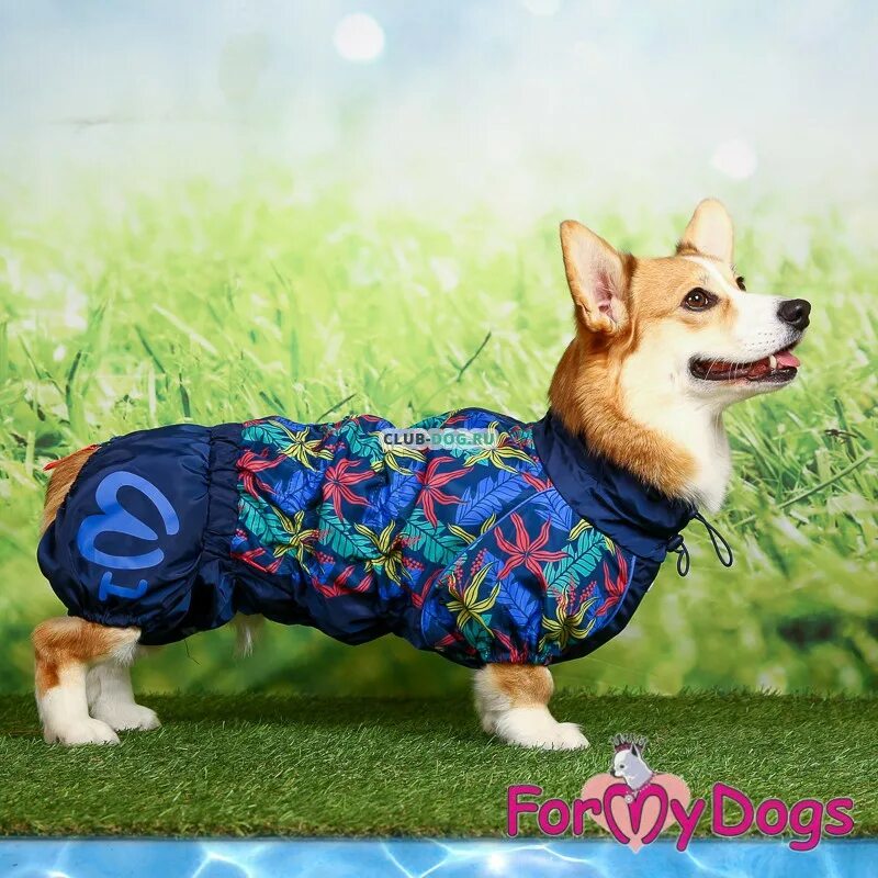 Дождевик для корги. Formydogs вельш корги. formydogs дождевик для собак вельш-корги (для мальчиков). formydogs дождевик для вельш корги. корги комбинезоны formydogs.