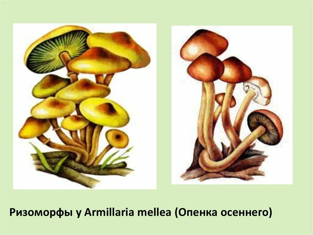 Возбудитель – опенок осенний – Armillaria mellea. Armillaria mellea ризоморфы. Опенок осенний строение. Ризоморфы опенка осеннего.