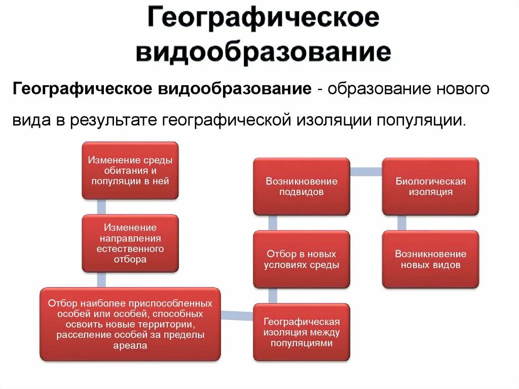 Этапы географической изоляции. Этапы географического видообразования. Схема этапы географического видообразования. Этапы географического видообразования биология. Стадии географического видообразования.