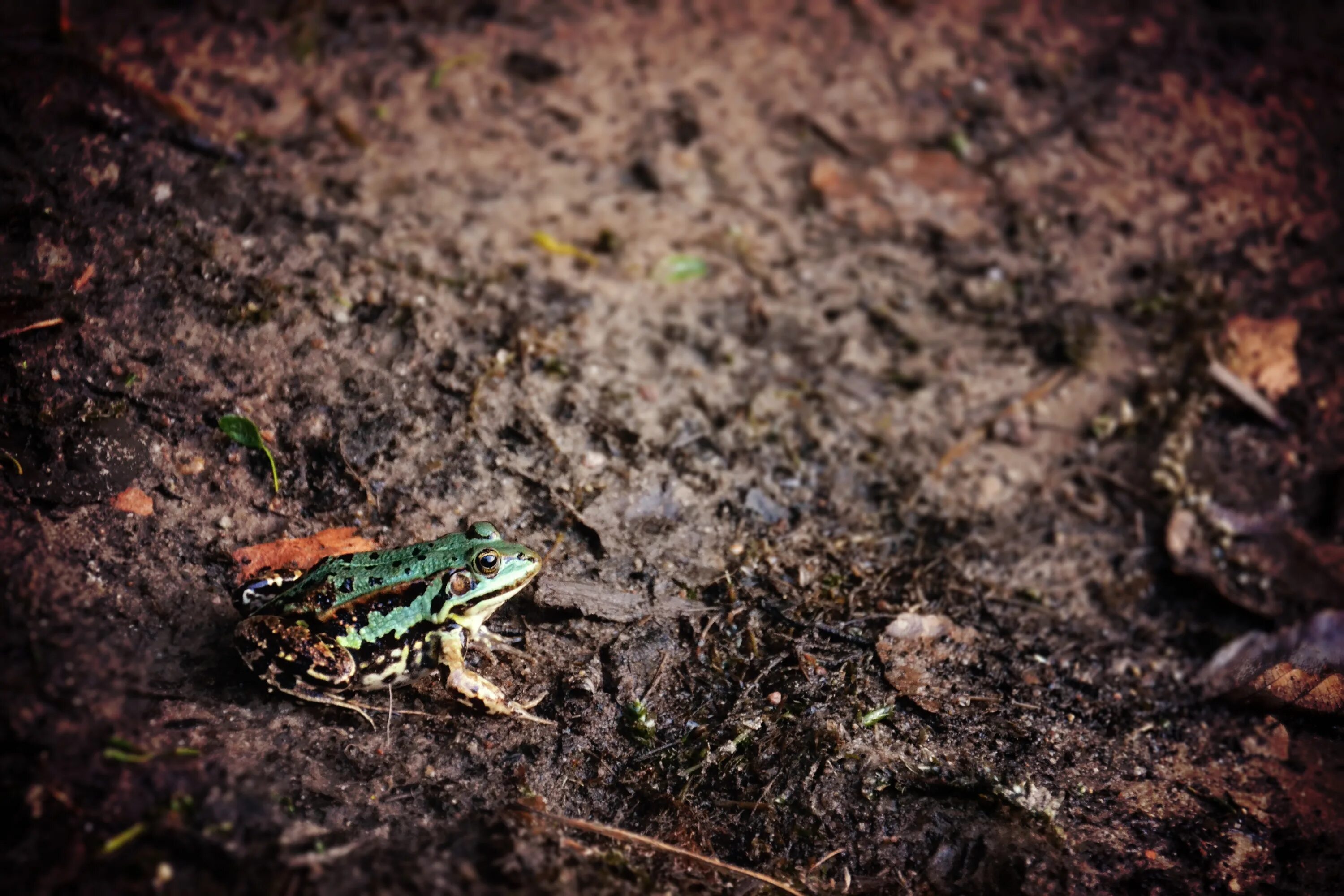 Как избавиться от лягушек на участке. Земляная лягушка. Почвенные лягушки. Жаба почвенные. Жаба в земле.