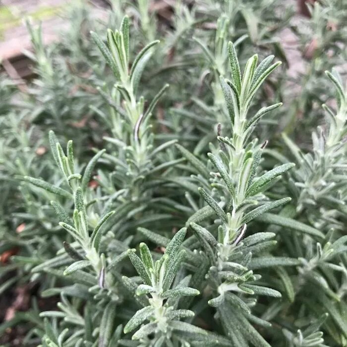 Розмарин горный. Розмарин блю винтер зимует. Розмарин сорта. Розмарин апрайт блю. Розмарин лекарственный корсикан блю.