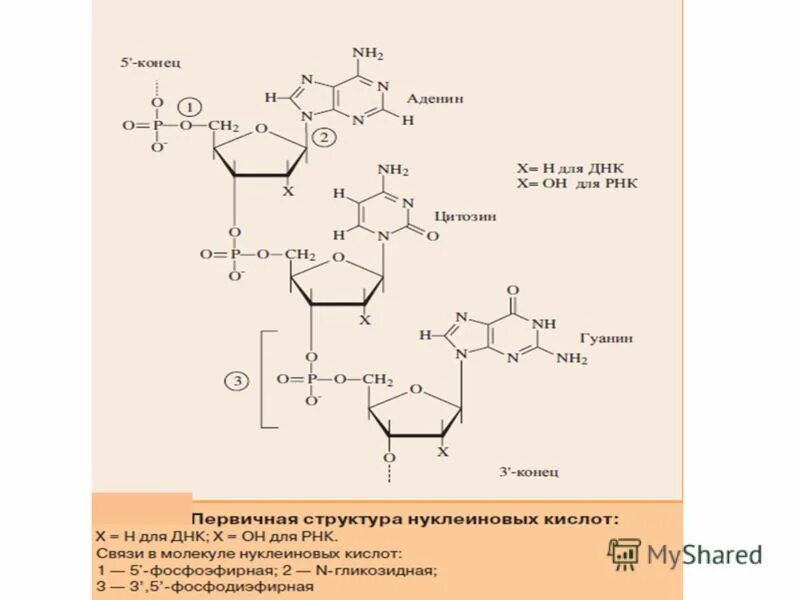 Пуриновыми нуклеотидами являются. Глюкоза входит в состав ДНК. Производные Пурина и входящие в РНК. Пиримидиновый нуклеотид маркер ДНК. Строение пуриновых оснований входящих в состав нуклеиновых кислот.