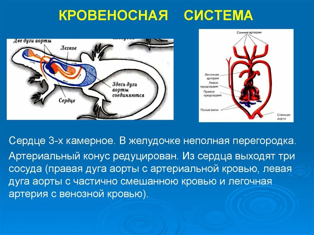 Какая кровь течет от легких у рептилий