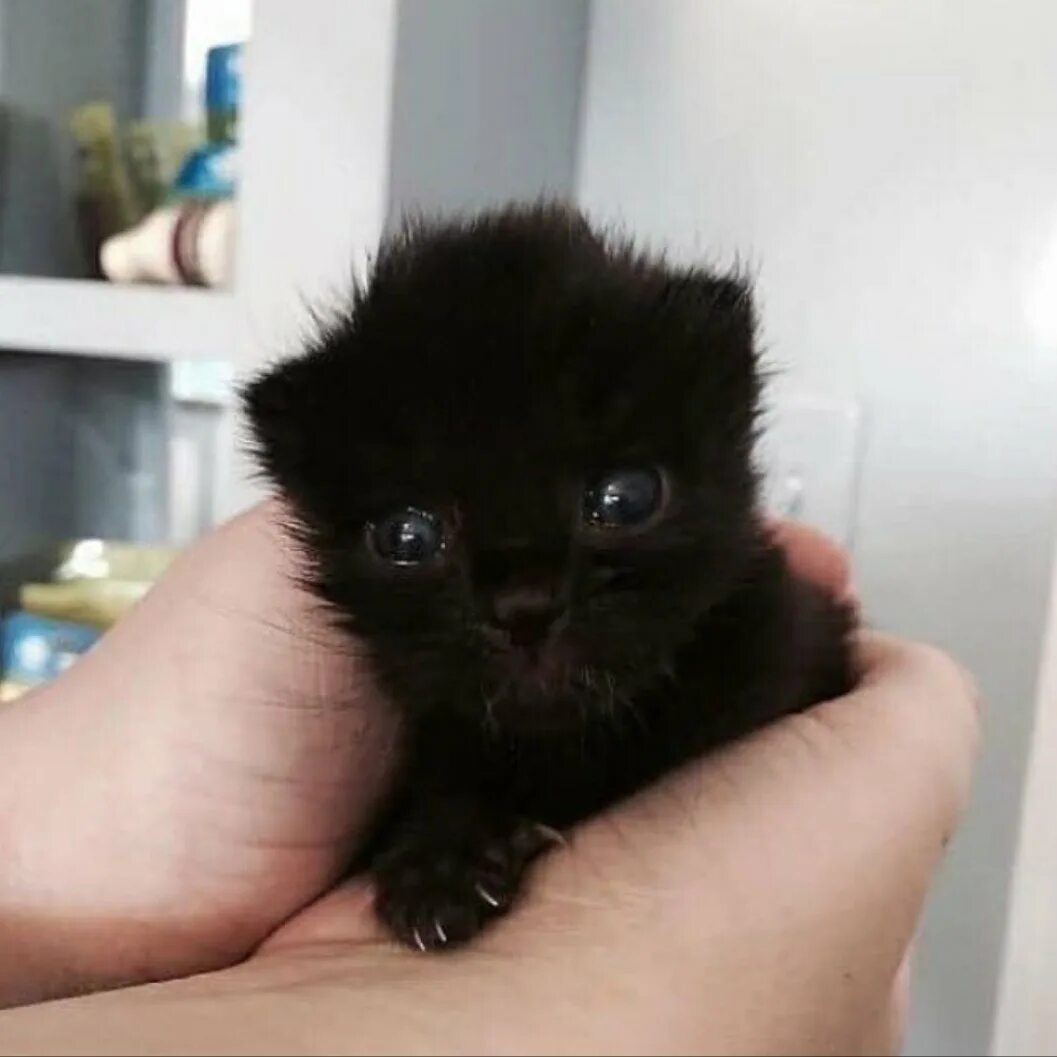 Черный котенок. Милый черный котенок. Маленькие чёрные пушистые котята. Маленький черный котенок. Какие черные котята есть