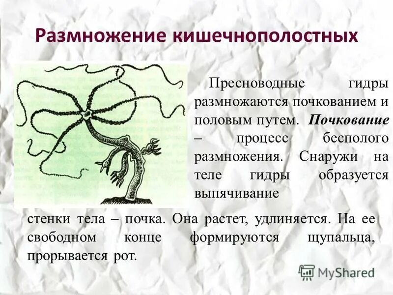 Схема значение кишечнополостных. Кишечнополостные гидра кишечнополостные гидра. размножение гидры пресноводной. размножение кишечнополостных.
