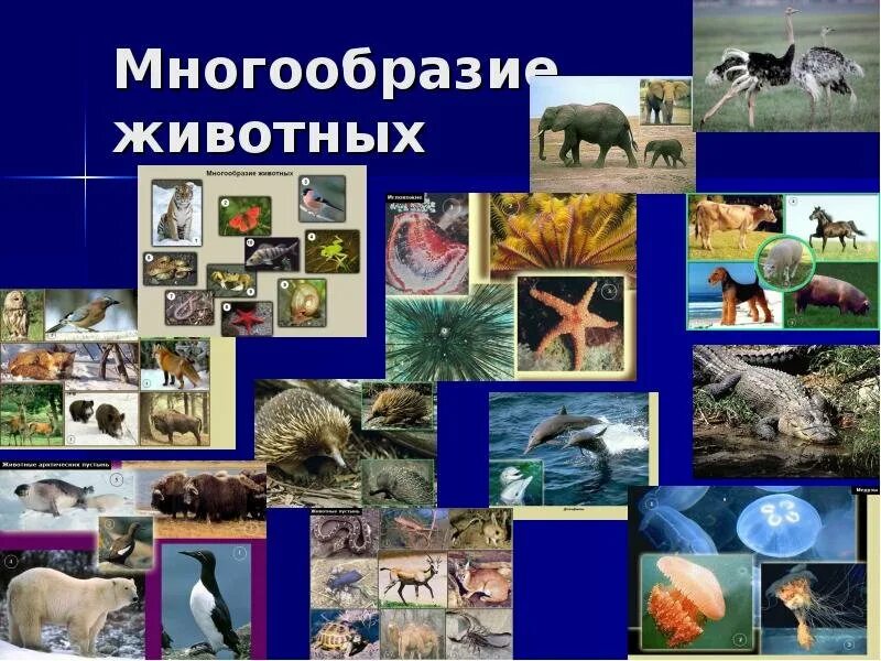 Презентация многообразие животных 1 класс. Разнообразие животных. Разнообразие зверей. Животный мир многообразие. Проект животный мир.
