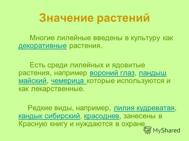 Лилейные значение. Семейство лилейные значение. Семейство лилейные значение. Лилейные значение. Семейство лилейные значение для человека.