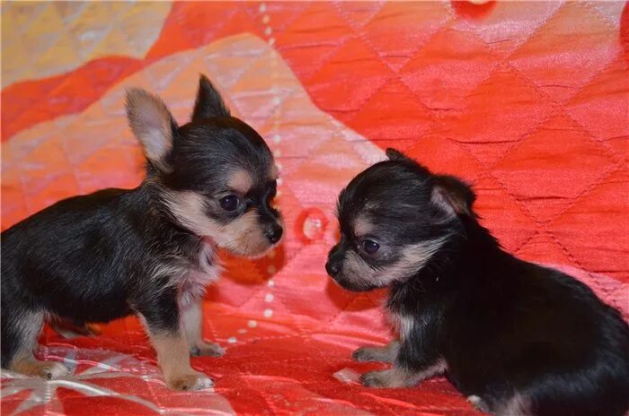 Мама пинчер папа чихуахуа. Чихуахуа мама и щенки. Мама чихуа. Папаша чихуа. Цветок эльфов питомник чихуахуа.