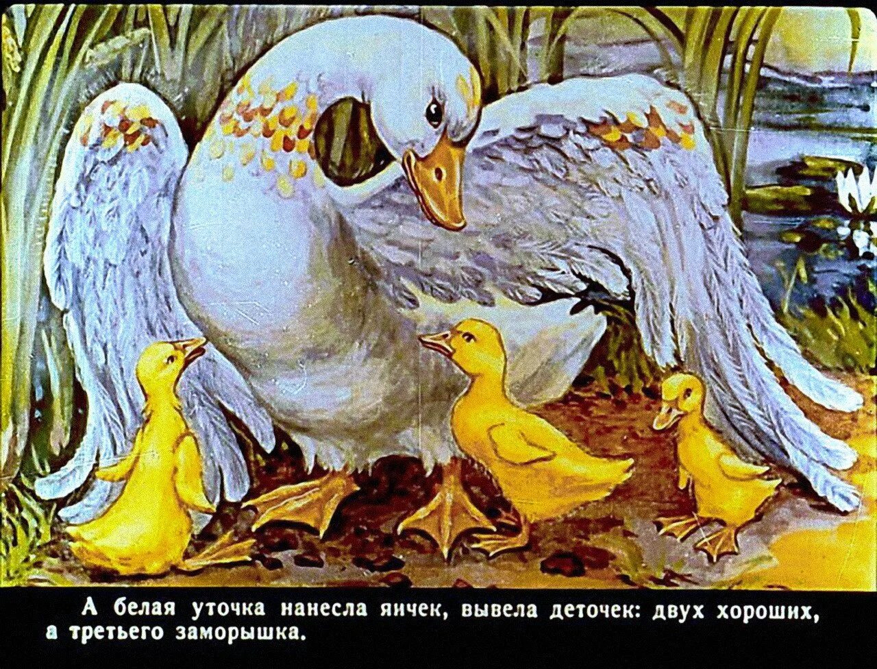 Белая уточка рисунок. Сказки белая уточка. Картинка белая уточка. Белая уточка шеварева. Картинка белая уточка.