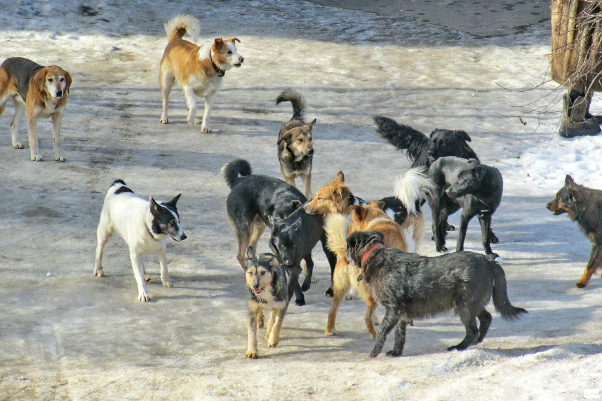 Dog village. Свора бездомных собак. Бродячие собаки. Стая бродячих собак.