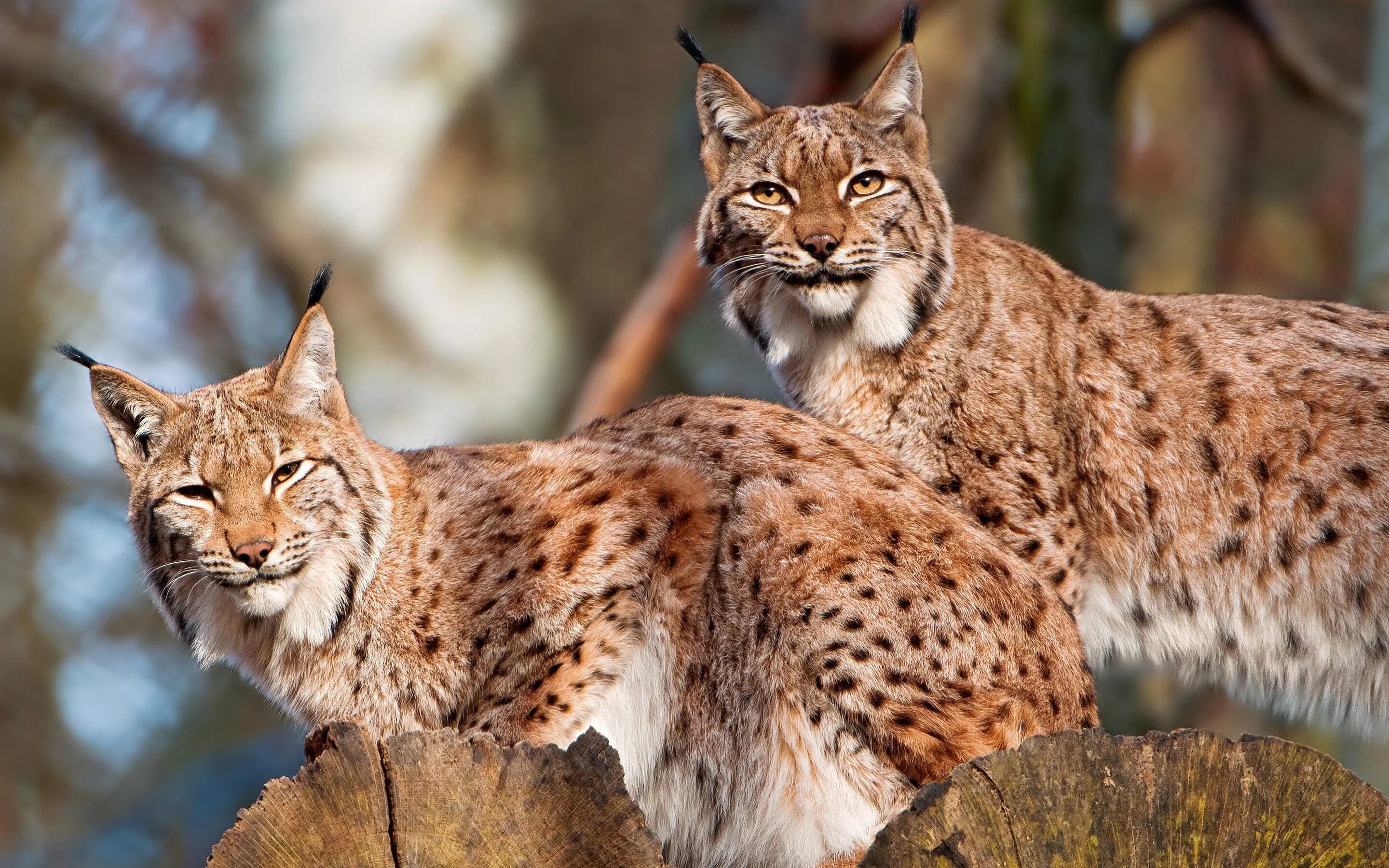 Учебная рысь. Рысь — Lynx Lynx. Рысь обыкновенная Lynx Lynx Linnaeus, 1758. Туркестанская Рысь. Рысь Кавказская (Lynx Lynx dinniki Satunin, 1915)..