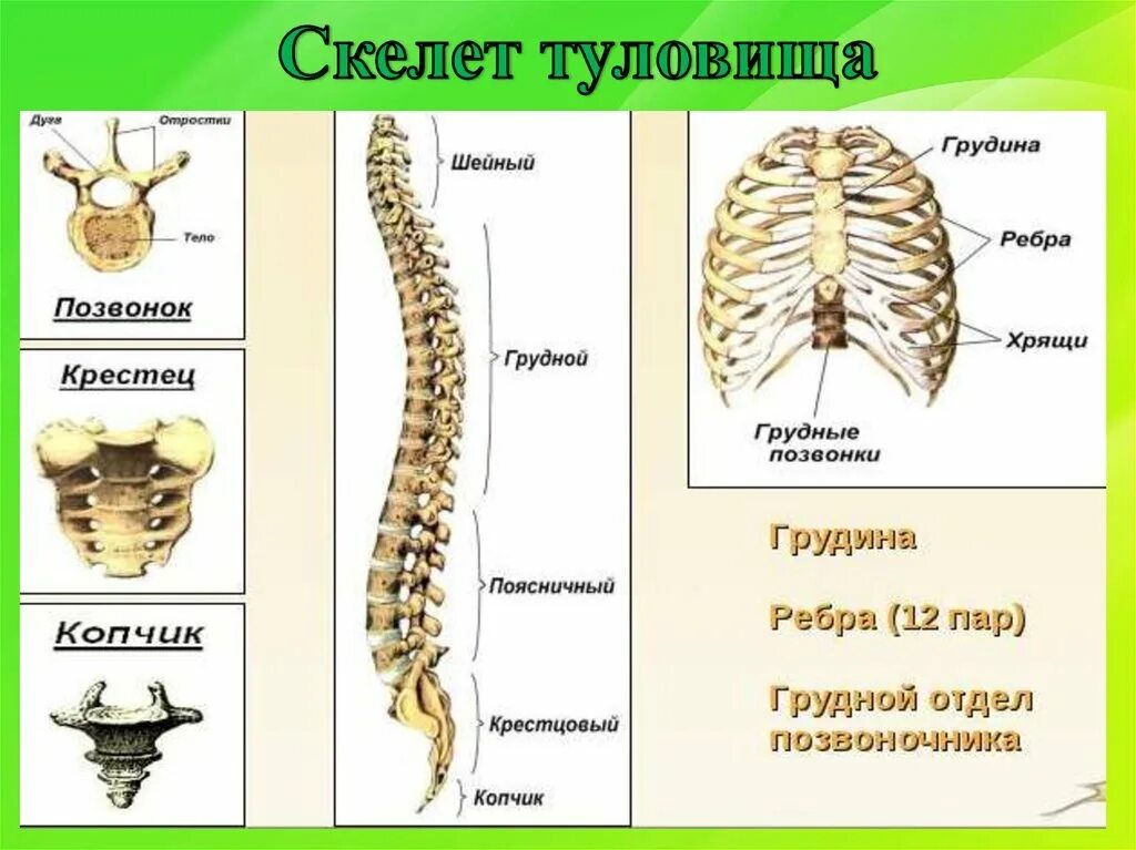 Туловищный отдел скелета. Строение костей скелета туловища. Анатомия костей туловища Позвоночный столб Грудина ребра. Скелет туловища позвоночник кости. Общее строение скелета туловища.