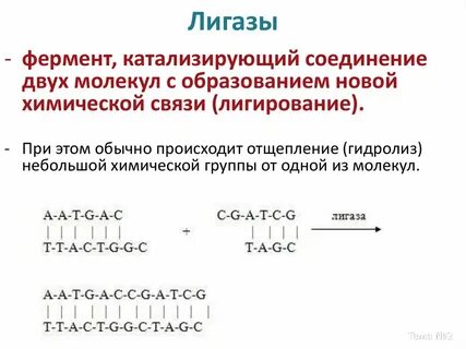 Один фермент катализирует несколько разных реакций