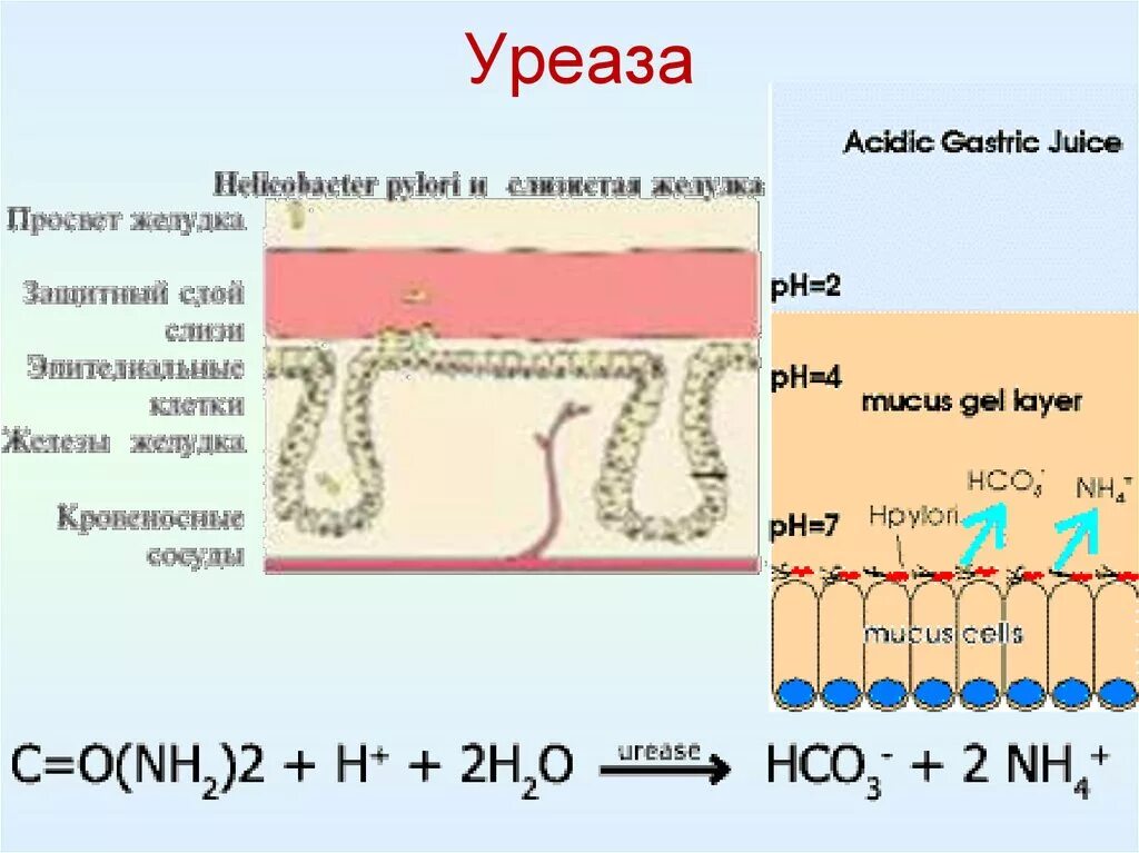 Фермент уреаза. Хеликобактер уреаза. Уреаза Helicobacter pylori. Уреаза фермент.