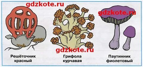Грибы тест 3 класс окружающий мир плешаков