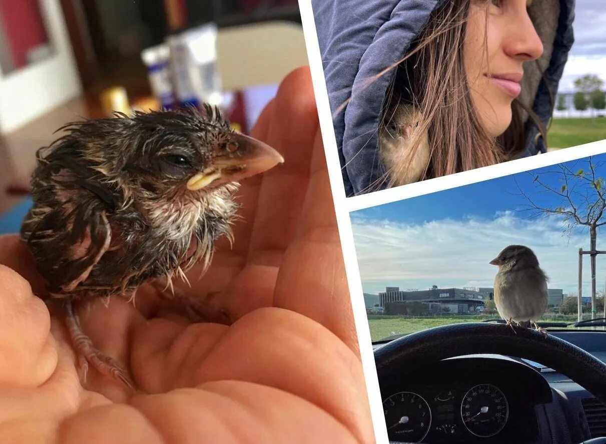 Как выглядят дети воробьев Grassland Songbirds: Photos